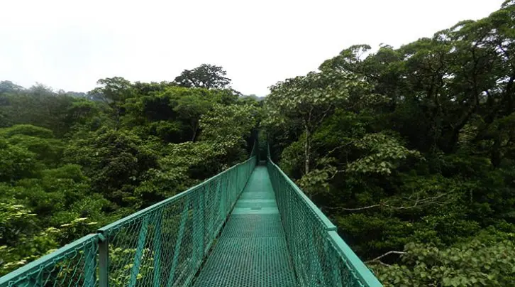 MONTEVERDE CLOUD FOREST EXPERIENCE & COFFEE TOUR