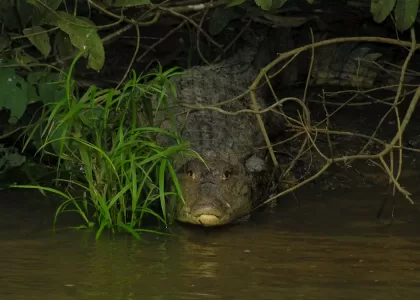 CAÑO NEGRO WILDLIFE REFUGE TOUR & CHOCOLATE TOUR